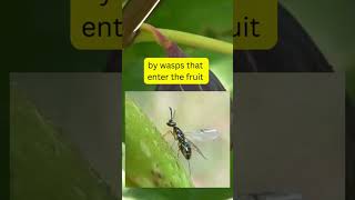 Fig Wasps [upl. by Gupta]