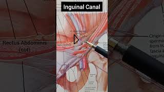 Inguinal Canal [upl. by Tibbetts]