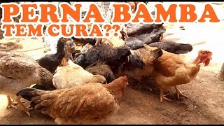 COMO CURAR PERNA BAMBA  MOSTRANDO TODAS AS MINHAS GALINHAS  DICAS IMPORTANTES [upl. by Weissmann]