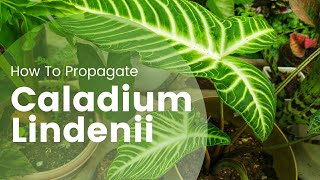 Xanthosoma Lindenii Plant Care  Caladium Lindenii propagation Part 1 [upl. by Amal518]