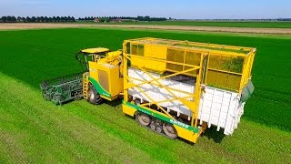 Parsley Harvesting  Ploeger MKC2TR container mower  Peterselie maaien loonbedrijf Maverko [upl. by Burkhart]