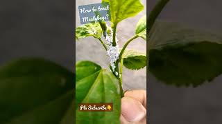 Mealybug Treatment  Hibiscus Plant [upl. by Sheeree]