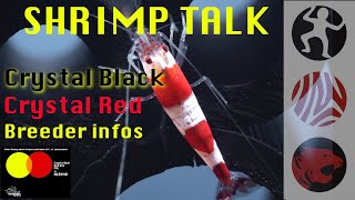 SHRIMP TALK Crystal Black and Crystal Red Shrimps  background infos [upl. by Pax791]