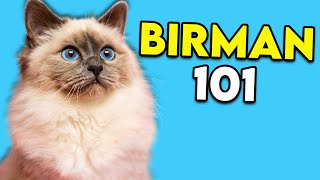 Birman Cat 101  This LongHaired Cat Is Actually Really EASY TO GROOM [upl. by Bohon848]