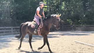 Ileas Z  Long Flatwork  September 10th 2024  Horse For Sale [upl. by Alta]