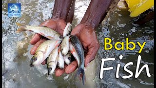 Baby Catla Fish Farming  Catla and Seelavathi fish farming in West Godavari  Aqua Factory [upl. by Riggall]