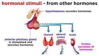 The Endocrine System [upl. by Ellehcyar]