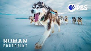 Sled Dogs The Most Extreme Distance Athletes on Earth [upl. by Crim]