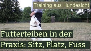 Erste Schritte im Hundetraining  Futtertreiben Sitz Platz Fuss laufen [upl. by Fisa493]