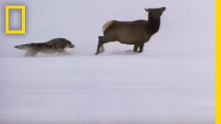 Wolf Hunting Tactics  National Geographic [upl. by Harberd]