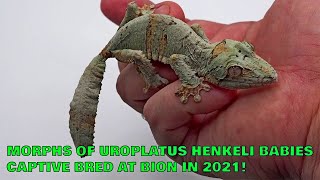 Digest of Uroplatus henkeli morphs gecko that we got from 2021 breeding season [upl. by Nahsin]