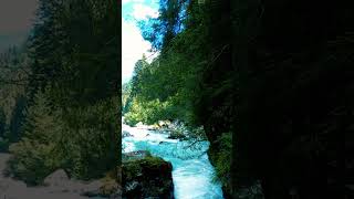 Forest River Sounds naturesoundsshortsfeedshort viralvideo shortvideo birdsong [upl. by Ordnajela]