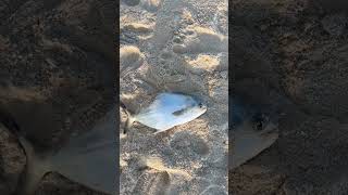 Keeper pompano at fort Morgan Alabama surf fishing [upl. by Targett]