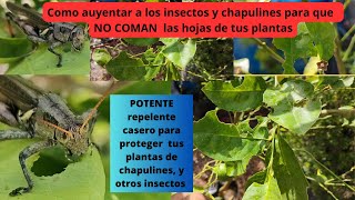 Como alejar los chapulines o saltamontes de tus plantas [upl. by Erdne802]