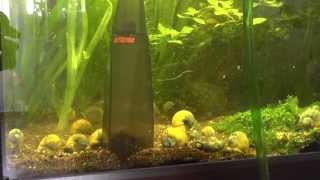 Eheim Vacuum Gravel Cleaner Set and Aquarium quotSpringquot Cleaning  part 1 [upl. by Ntsyrk717]