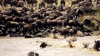 Mara River  Wildebeests Crossing [upl. by Ferretti]