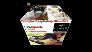 Pneumonia pasteurellosis ccpp CRD  sign  control amp treatment [upl. by Leumas704]