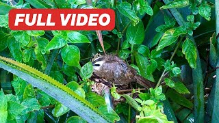 Parent Birds Covering Babies From Rain amp Sun Full – Yellowvented Bulbul Feeds amp Protects Chicks [upl. by Mochun]