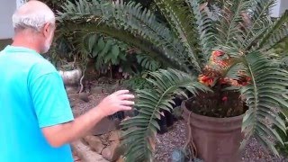 How to transplant Cycads and Suckers Update [upl. by Llenrap]