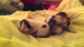 Nyfødte kattunger 1 uke gamle  newborn kittens only one week old [upl. by Terryn]