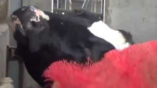 Cow Back Scratcher  Dutch Milk Cows get a Massage [upl. by Arodaeht609]