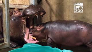 Baby Hippo Fiona  Episode 5 Family Reunion  Cincinnati Zoo [upl. by Dorelle788]