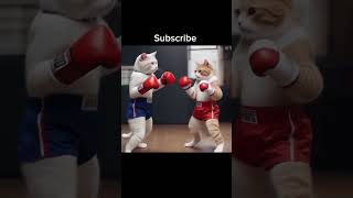 Boxing Cat cat kitten cute shorts [upl. by Ahsimak]