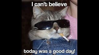 It Was A Good Day by Ice Cube but with cute cats [upl. by Oona]