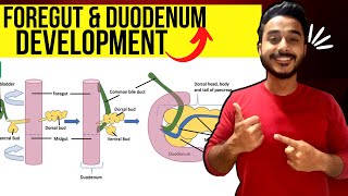 duodenum development embryology  foregut development embryology [upl. by Inalej]