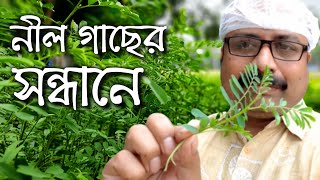 ব্রিটিশদের ফেলে যাওয়া নীল গাছের সন্ধানে  Indigofera tinctoria Plants of British India  PartII [upl. by Einnahpets]