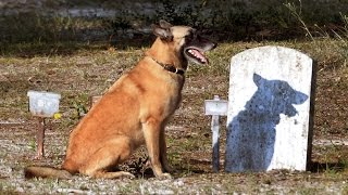 Cadaver dogs find unmarked graves in historic Wilmington NC church cemetery [upl. by Ddarb]