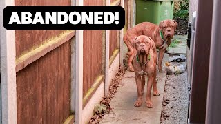 Dogs Rescued After Being Dumped in the Garden of an Abandoned House [upl. by Leod847]