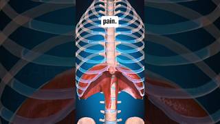 The Diaphragm Secrets of treating Low back Pain [upl. by Naz926]