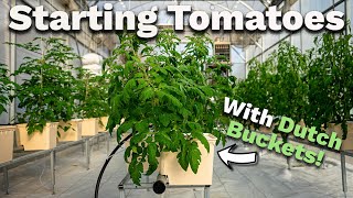 5 MUSTKNOW tips for GROWING TOMATOES in dutch bucket hydroponics In 2 minutes [upl. by Trudy]