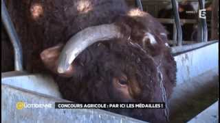 Du haut de sa tonne et demi Fêtard le taureau brigue une médaille au concours général agricole 2014 [upl. by Binetta950]