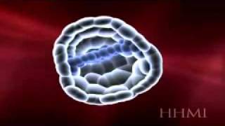 32 blastocyst developmentwmv [upl. by Enimzzaj]