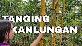 Tanging Kanlungan with lyrics  by Ann Ente [upl. by Gino]