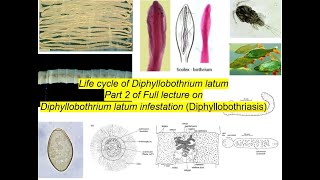 The life cycle of Diphyllobothrium latum [upl. by Volin57]