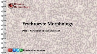 Erythrocyte morphology  part 1 size and color variations [upl. by Fredel]