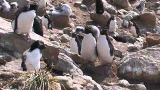 South Georgia amp The Falklands Aboard National Geographic Explorer [upl. by Meadows]