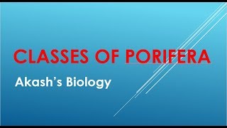 Classification of Porifera [upl. by Gawen361]