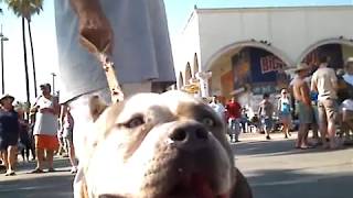 Legend Giant pit bull at Venice beach California Sept 2007 [upl. by Salbu]