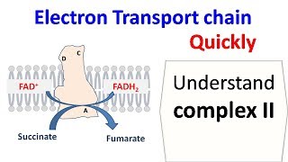 Succinate dehydrogenase complex 2 of ETC [upl. by Anirret]