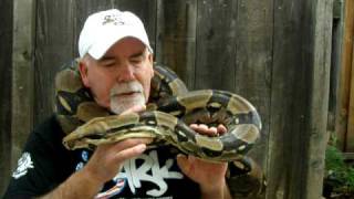 Brian Gundy With quotBig Mamaquot 8 12 Feet Long  50 Pound Female Red Tail Boa [upl. by Marek]