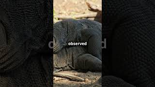 Komodo Dragons Reproduction Secret thingsyoushouldknow mindblowingfacts funfacts nature [upl. by Attecnoc106]