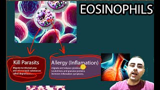 Eosinophils  Elevated eosinophils Low Eosinophils [upl. by Anyrb]