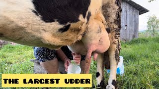 how to milk a big cow with a big udder [upl. by Ahseik810]