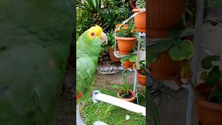 Fito Ya Me Voy Loros Hablando Loro Que Habla Shorts parrot birds bonito mascotas loro viral [upl. by Adnolay914]