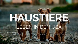 Leben in den USA Haustiere wie Hund Katze amp Co auf amerikanisch [upl. by Ailimac]