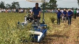 BCS Field test reaper binder 280  sesame crop [upl. by Faubion]